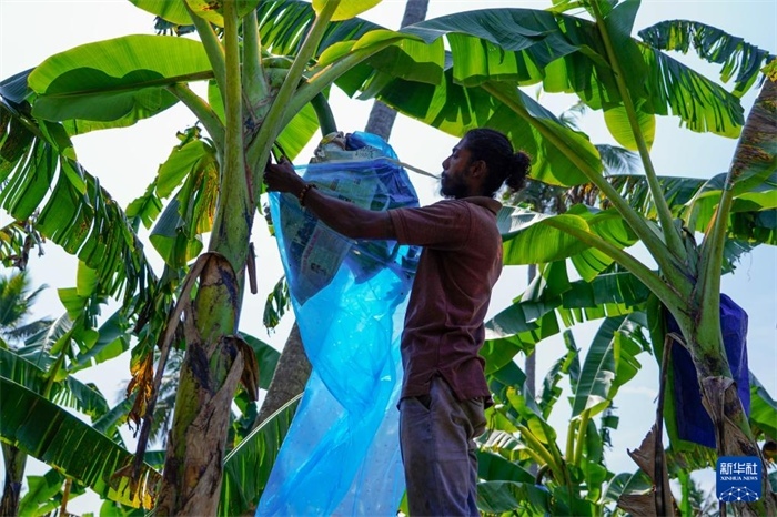 12月23日，在斯里蘭卡馬坎杜拉，農(nóng)民在香蕉試驗(yàn)田里學(xué)習(xí)套袋技術(shù)。新華社記者 陳冬書 攝