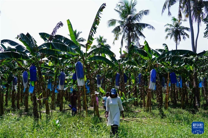 12月23日，在斯里蘭卡馬坎杜拉，農(nóng)民走過中國技術(shù)試驗(yàn)田香蕉田。新華社記者 陳冬書 攝