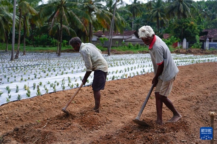 12月23日，斯里蘭卡馬坎杜拉的農(nóng)民在菠蘿田地里勞作。新華社記者 陳冬書 攝