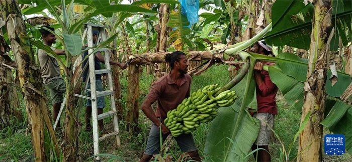 12月28日，在斯里蘭卡馬坎杜拉，當(dāng)?shù)剞r(nóng)民收獲香蕉。新華社發(fā)（中國、聯(lián)合國糧農(nóng)組織與斯里蘭卡南南合作項(xiàng)目專家組供圖）