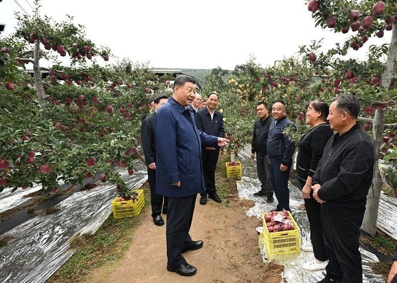 △2024年9月11日，習近平總書記在甘肅天水市麥積區(qū)南山花牛蘋果基地考察時，走進果林了解相關種植、技術和管理情況。