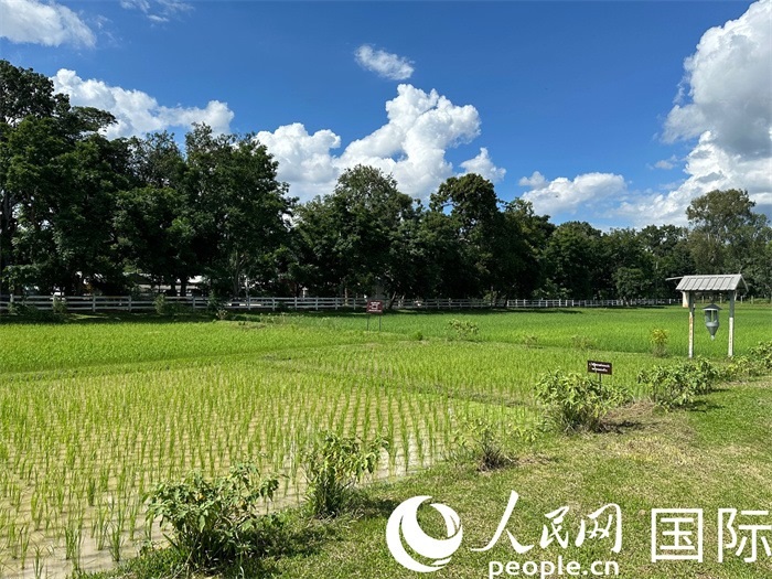 泰國沙功那空省水稻種植示范基地。人民網(wǎng)記者 簡承淵攝