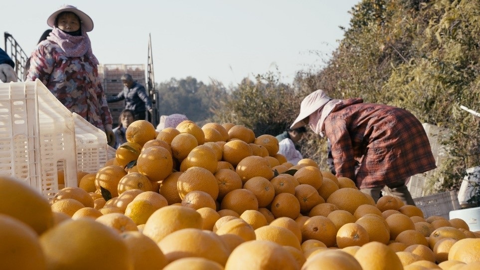 贛南臍橙喜獲豐收。人民網(wǎng)記者 張力洋攝