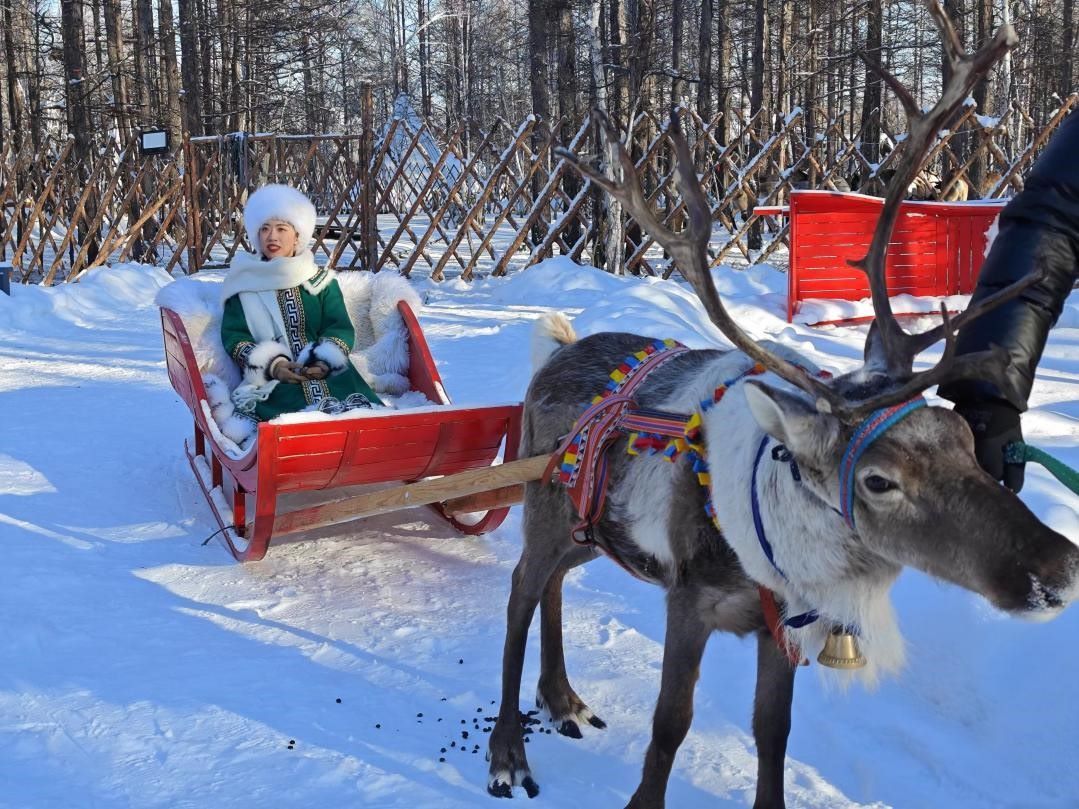 游客體驗(yàn)馴鹿拉雪橇。人民網(wǎng)記者 苗陽(yáng)攝