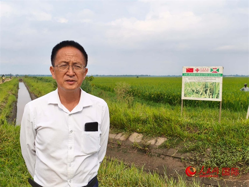 專(zhuān)家組組長(zhǎng)楊華德在水稻田間地頭。 人民網(wǎng)記者 黃培昭攝