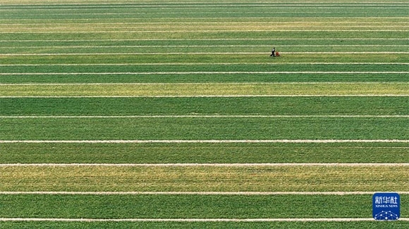 3月14日，在菏澤市鄆城縣潘渡鎮(zhèn)，農(nóng)民在麥田里施肥（無人機(jī)照片）。