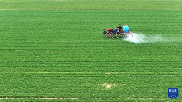 3月14日，在菏澤市鄆城縣郭屯鎮(zhèn)，農(nóng)民在麥田里噴灑除草劑（無人機(jī)照片）。