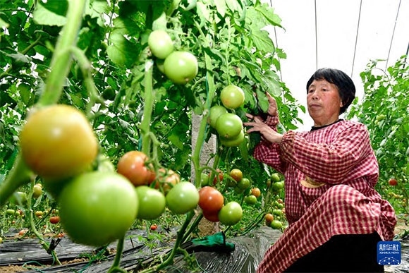 3月13日，在菏澤市鄆城縣張營街道，農(nóng)民在設(shè)施大棚里打理西紅柿。