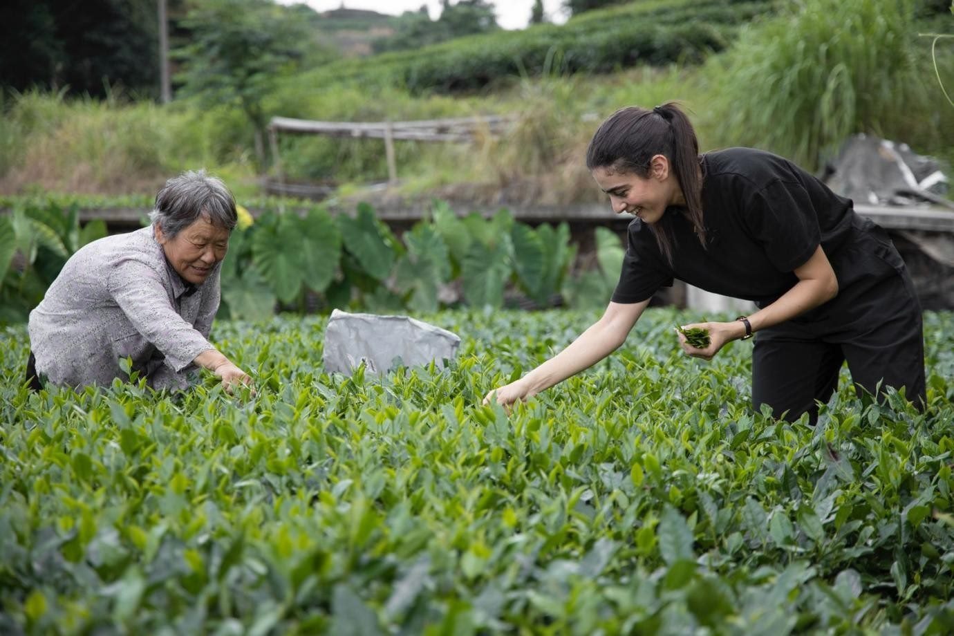 卡友琪在福建采茶。受訪者供圖