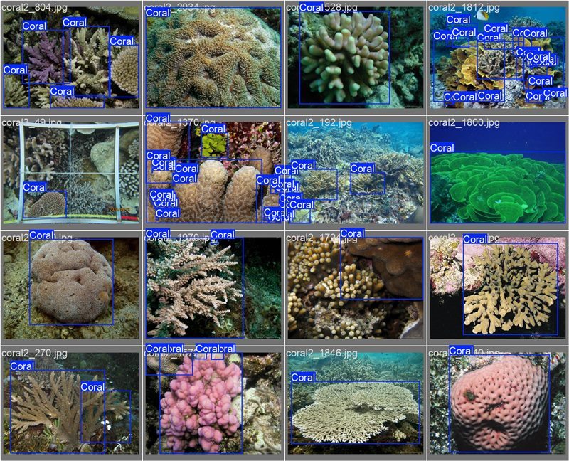 南海珊瑚識(shí)別。阿里云供圖