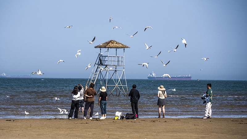 2024年5月12日，河北秦皇島，北戴河鴿子窩公園成群海鷗在天空中自由翱翔，與大海、藍(lán)天構(gòu)成了一幅美麗的畫卷。