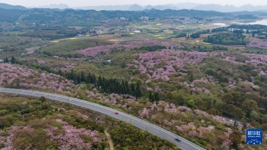 清鎮(zhèn)市紅楓湖鎮(zhèn)右二村旁的道路與花海相映（4月5日攝，無(wú)人機(jī)照片）。