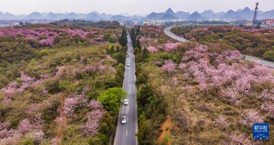 游客驅(qū)車(chē)前來(lái)清鎮(zhèn)市紅楓湖鎮(zhèn)右二村踏青游玩（4月5日攝，無(wú)人機(jī)照片）。