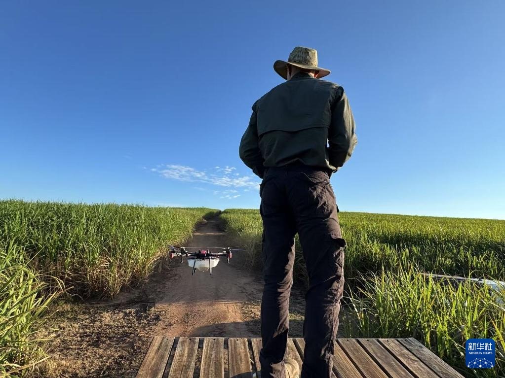 3月25日，在南非夸祖魯-納塔爾省的方廷希爾莊園，飛手操縱無人機為甘蔗林噴灑藥劑。新華社記者 白舸 攝