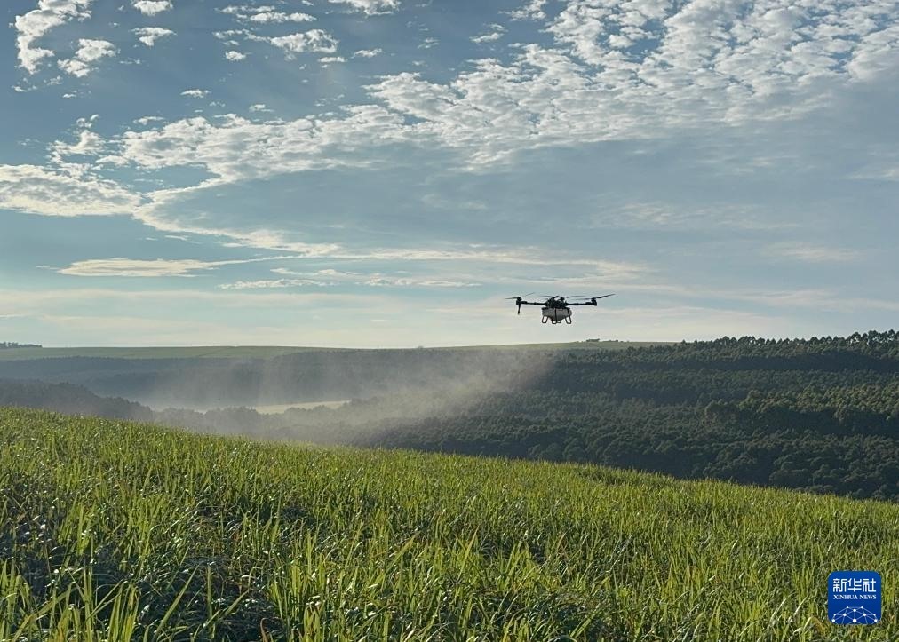 3月25日，在南非夸祖魯-納塔爾省的方廷希爾莊園，中國農(nóng)用無人機為甘蔗林噴灑殺菌劑。新華社記者 白舸 攝
