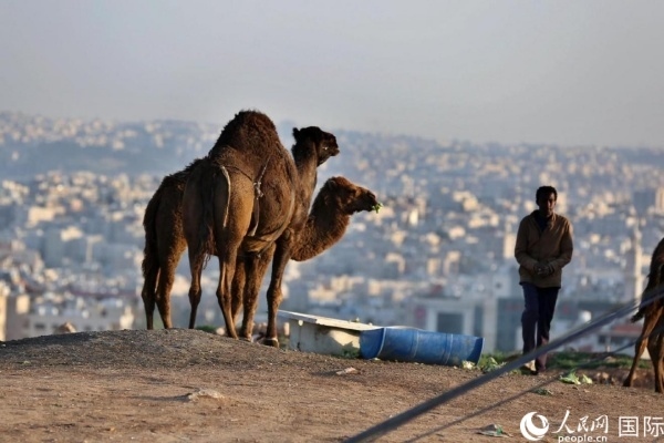 約旦首都阿曼街頭的駱駝。人民網(wǎng) 納達(dá)爾·達(dá)烏德攝