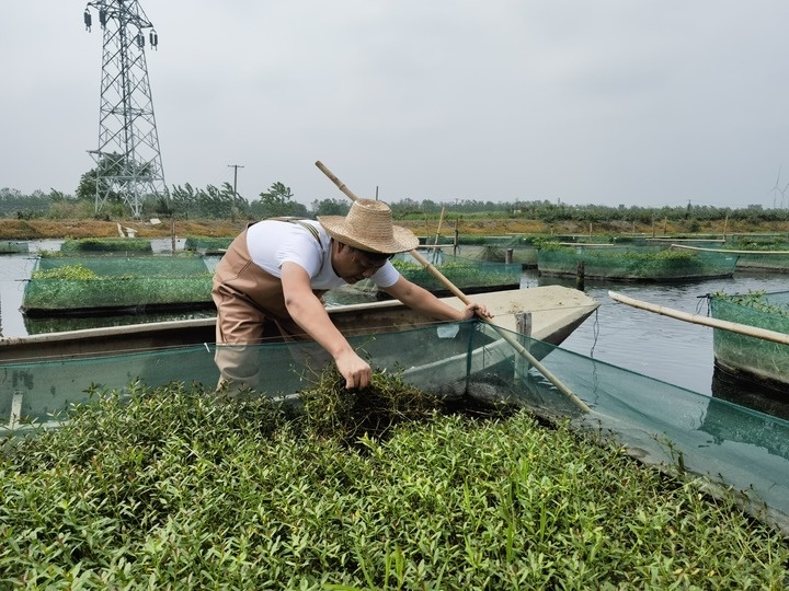 陳樹在湖北省仙桃市剅河鎮(zhèn)余腦村黃鱔繁育基地觀察黃鱔長勢(shì)。新華社記者宋立崑 攝
