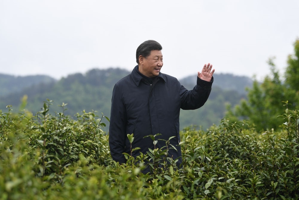 2020年4月21日，習(xí)近平總書記來到陜西安康市平利縣老縣鎮(zhèn)，在茶園考察脫貧攻堅(jiān)情況。新華社記者 燕雁 攝