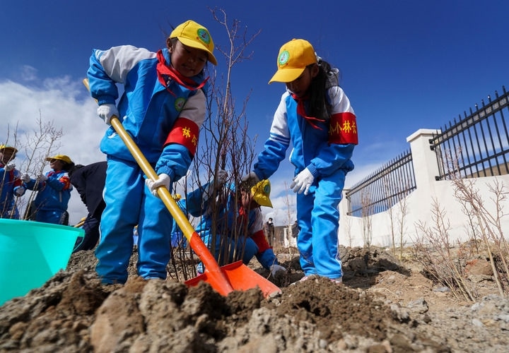 2025年4月25日，西藏那曲市小學(xué)生在植樹。新華社記者 晉美多吉 攝