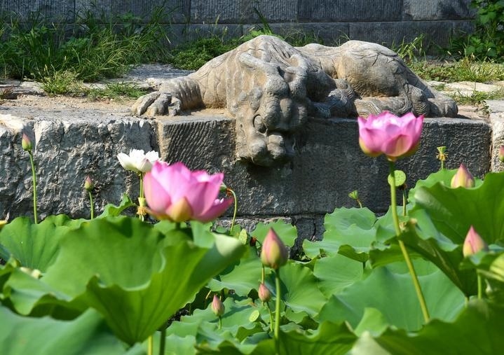 萬寧橋位于北京地安門外大街中部、什剎海東岸，是北京中軸線上最古老的橋梁，至今已有700多年歷史。近年來，北京市持續(xù)為萬寧橋“瘦身減負(fù)”，橋體風(fēng)貌得以完整展現(xiàn)，方便游客走近欣賞，深入了解古橋承載的價值和內(nèi)涵。這是2023年7月18日拍攝的北京萬寧橋橋東的鎮(zhèn)水獸。